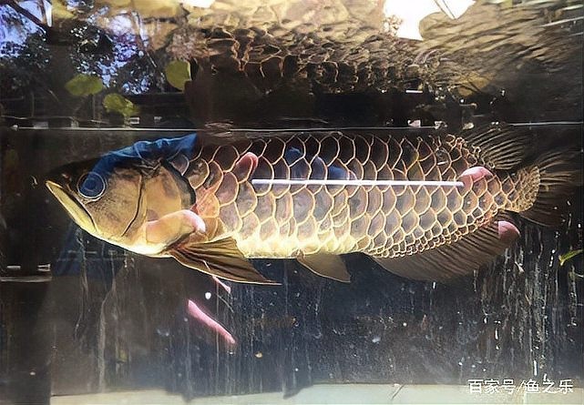 龍魚手機壁紙大全圖片