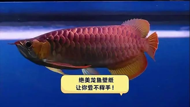 龍魚手機壁紙大全圖片
