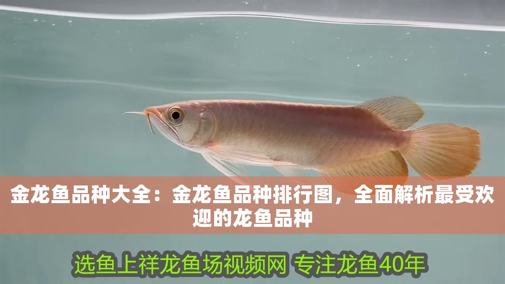 連山區興工街金升水族館（連山區興工街金升水族館電話） 連山區興工街金升水族館（連山區興工街金升水族館電話） 全國水族館企業名錄 第1張
