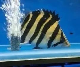 魚(yú)缸底濾的設(shè)計(jì)與創(chuàng)新：底濾魚(yú)缸過(guò)濾圖展示 魚(yú)缸底濾的設(shè)計(jì)與創(chuàng)新：底濾魚(yú)缸過(guò)濾圖展示 魚(yú)缸百科 第2張