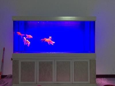 紅龍魚缸底色和背景的選擇：養紅龍魚時缸底色和背景的選擇是一個重要的考慮因素