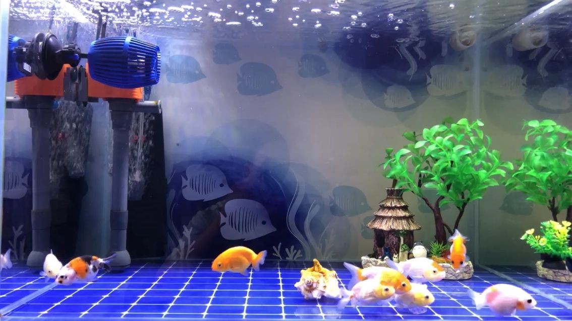 河北魚缸廠家電話多少啊（河北大水缸廠家批發）（河北魚缸廠家電話多少）