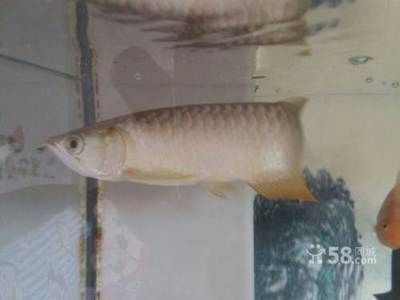 養(yǎng)龍魚(yú)怎么不掉眼：養(yǎng)龍魚(yú)掉眼怎么辦