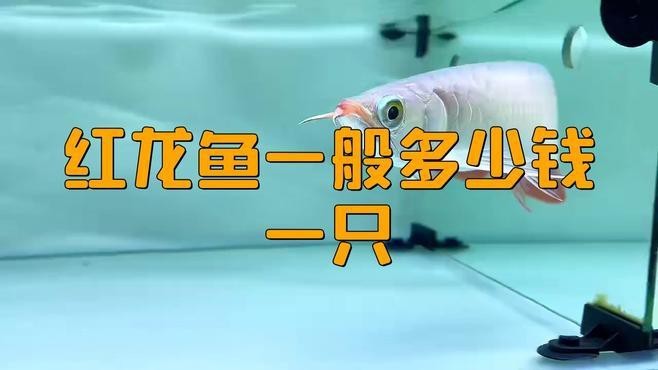 紅龍魚(yú)的市場(chǎng)價(jià)格趨勢(shì)如何