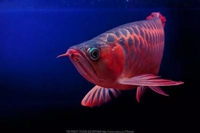 龍魚的發(fā)色跟壁紙顏色有關系嗎：如何選擇適合龍魚的魚缸背景 龍魚的發(fā)色跟壁紙顏色有關系嗎：如何選擇適合龍魚的魚缸背景 龍魚百科 第2張