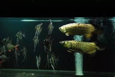 50寬魚缸養金龍魚：50寬魚缸養金龍魚缸養殖趨勢50寬魚缸養金龍魚的注意事項