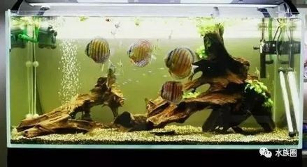 魚缸放在入門口正對(duì)面好不好呢，魚缸擺放的最佳方位如何布置