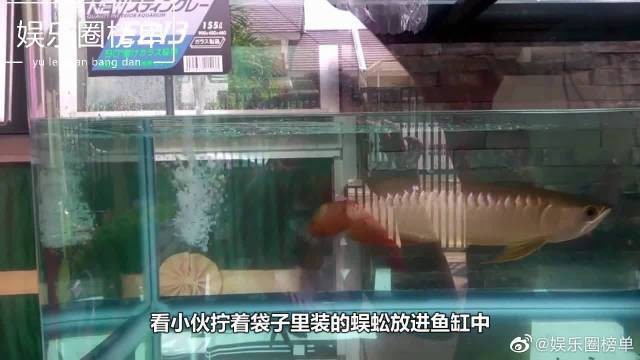 金龍魚很兇嗎 金龍魚很兇嗎 龍魚百科 第7張