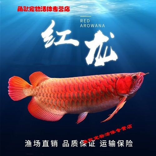 60公分紅龍魚的價格是多少？