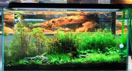 魚缸過濾器清洗視頻：如何清洗魚缸過濾器