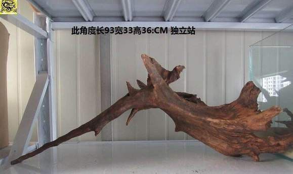 龍魚缸有必要放沉木嗎
