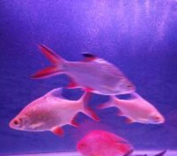 雙線魚哪種顏色最貴 雙線魚哪種顏色最貴 龍魚論壇 第4張