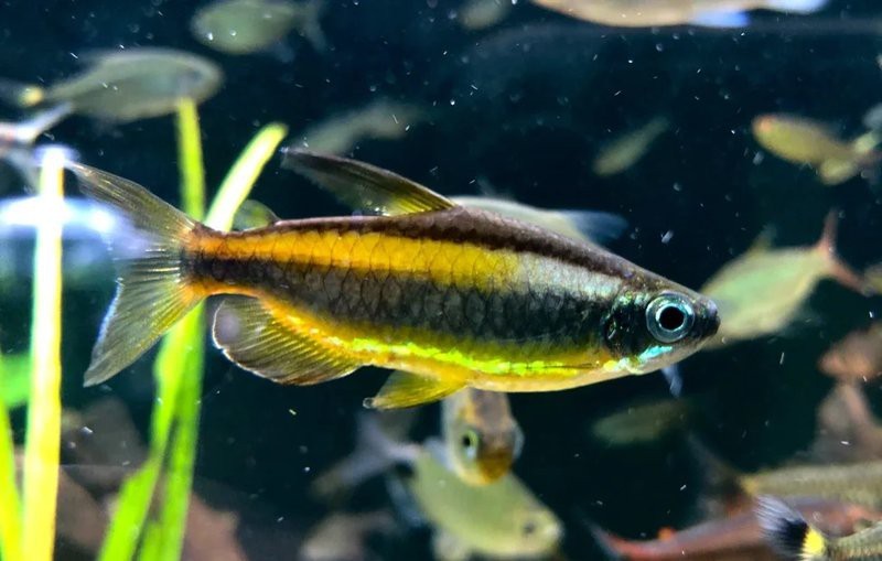 雙線魚哪種顏色最貴 雙線魚哪種顏色最貴 龍魚論壇 第3張