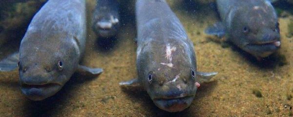 魚缸換水的科學(xué)方法和注意事項：家庭養(yǎng)魚的水源選擇加熱的自來水換水的科學(xué)方法與選擇