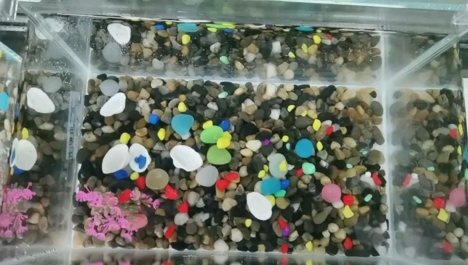 魚缸里的彩石:魚缸彩石品牌對比魚缸彩石的重要性,魚缸彩石擺放方式 魚缸百科 第2張 魚缸里的彩石:魚缸彩石品牌對比魚缸彩石的重要性,魚缸彩石擺放方式 魚缸里的彩石:魚缸彩石品牌對比魚缸彩石的重要性,魚缸彩石擺放方式 魚缸百科 第2張