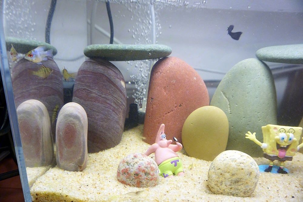 魚缸里的彩石:魚缸彩石品牌對比魚缸彩石的重要性,魚缸彩石擺放方式 魚缸百科 第5張 魚缸里的彩石:魚缸彩石品牌對比魚缸彩石的重要性,魚缸彩石擺放方式 魚缸里的彩石:魚缸彩石品牌對比魚缸彩石的重要性,魚缸彩石擺放方式 魚缸百科 第5張