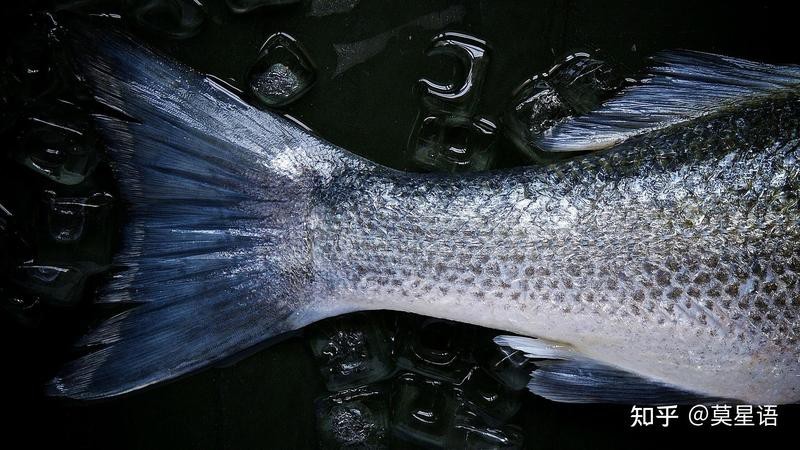 家養(yǎng)金龍魚如何判斷其年齡？ 家養(yǎng)金龍魚如何判斷其年齡？ 龍魚論壇 第4張