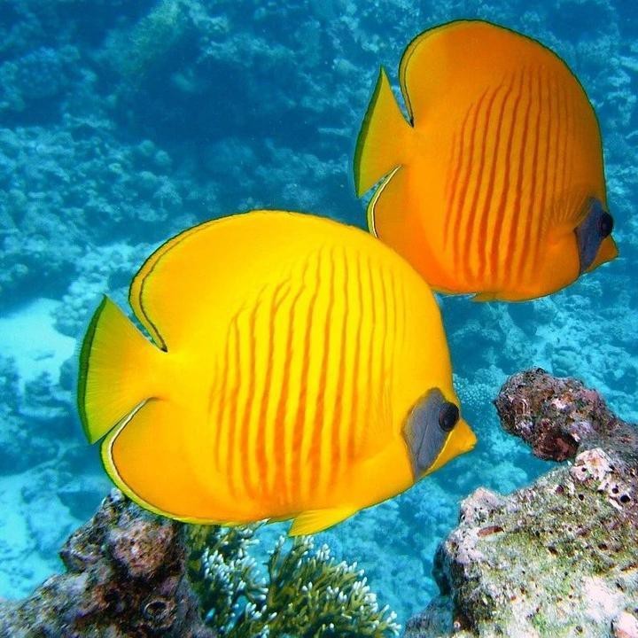 家養(yǎng)金龍魚如何判斷其年齡？ 家養(yǎng)金龍魚如何判斷其年齡？ 龍魚論壇 第5張