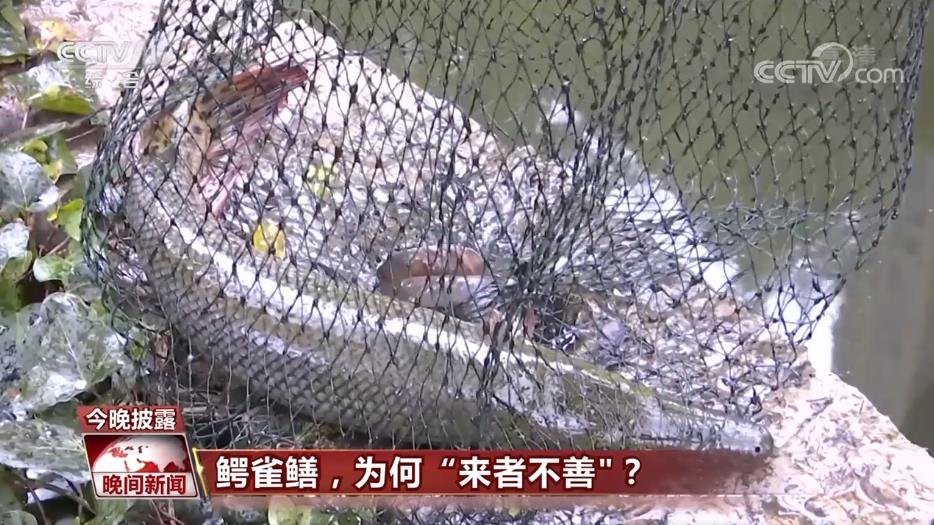 鱷雀鱔咬人會中毒嗎