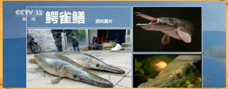 鱷雀鱔咬人會中毒嗎