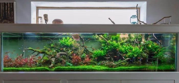 2米長的魚缸建議養(yǎng)什么魚好