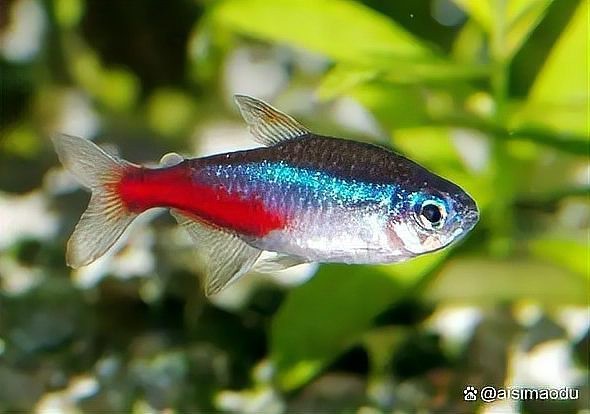 2米長的魚缸建議養(yǎng)什么魚好
