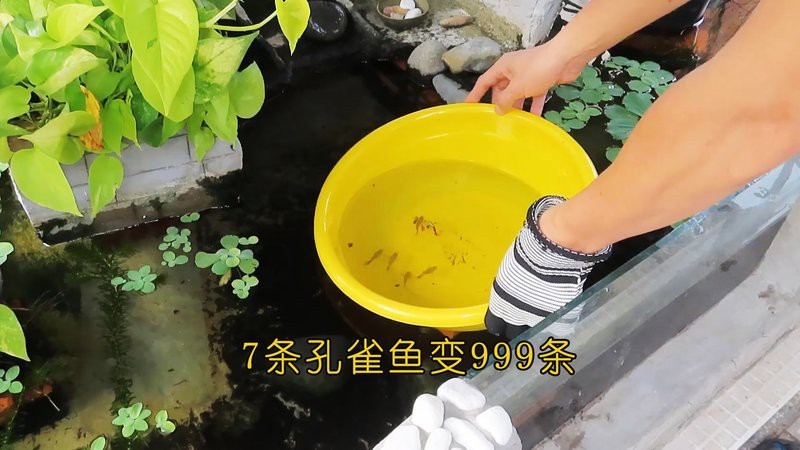 2米長的魚缸建議養(yǎng)什么魚好