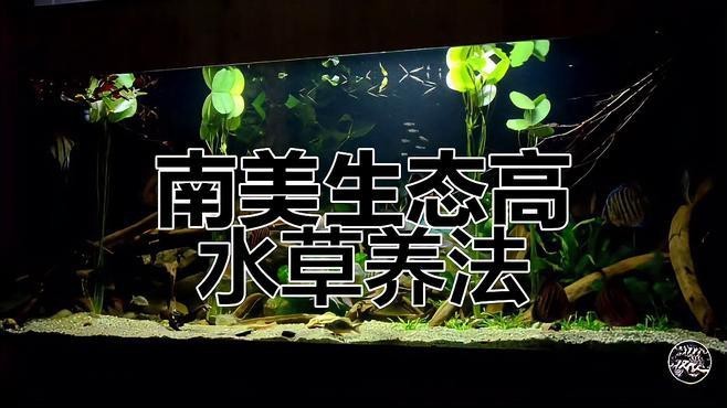 2米長的魚缸建議養(yǎng)什么魚好