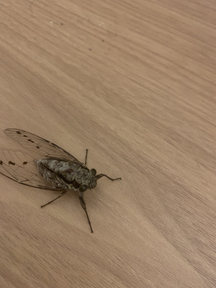 這是什么蟬