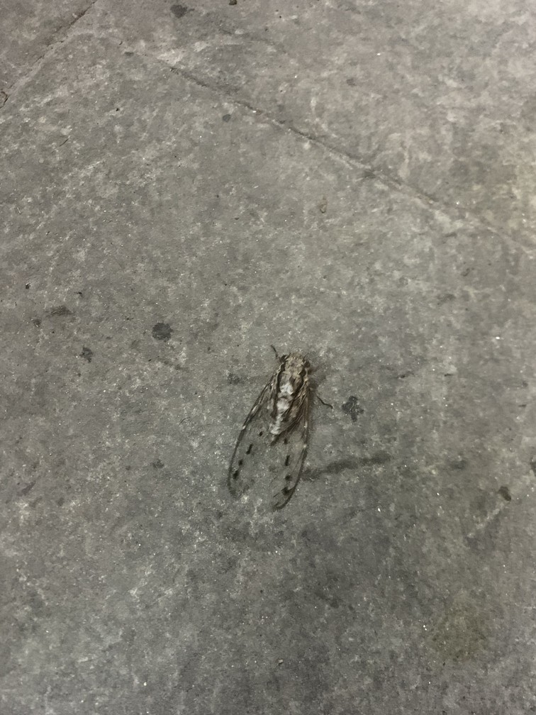 這是什么蟬