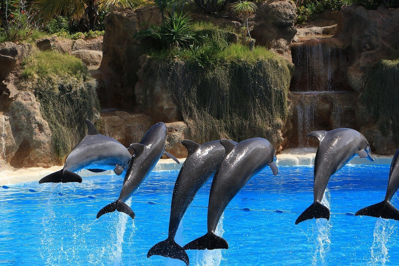 固始縣鑫夢源園林水族館(固始縣鑫夢源園林水族館電話) 全國水族館企業(yè)名錄 第2張 固始縣鑫夢源園林水族館(固始縣鑫夢源園林水族館電話) 固始縣鑫夢源園林水族館(固始縣鑫夢源園林水族館電話) 全國水族館企業(yè)名錄 第2張