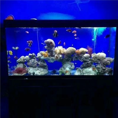 適合初學(xué)者或者比較好養(yǎng)的海洋生態(tài)魚缸有哪些：如何選擇一個(gè)適合的海洋生態(tài)魚缸