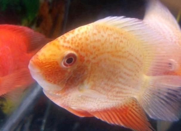 鈷藍(lán)菠蘿魚圖片 鈷藍(lán)菠蘿魚圖片 龍魚論壇 第2張