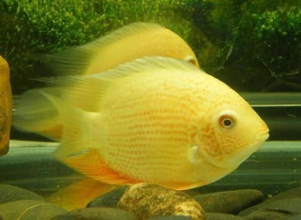 鈷藍(lán)菠蘿魚圖片 鈷藍(lán)菠蘿魚圖片 龍魚論壇 第3張
