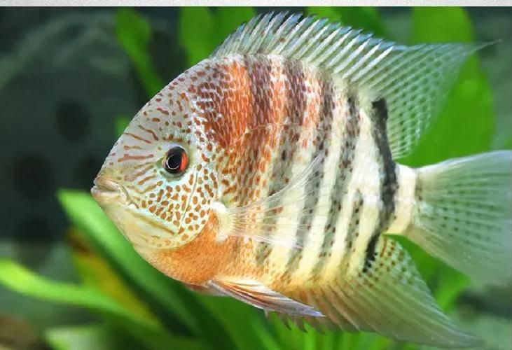 鈷藍(lán)菠蘿魚圖片 鈷藍(lán)菠蘿魚圖片 龍魚論壇 第1張
