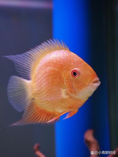 鈷藍(lán)菠蘿魚圖片 鈷藍(lán)菠蘿魚圖片 龍魚論壇 第4張