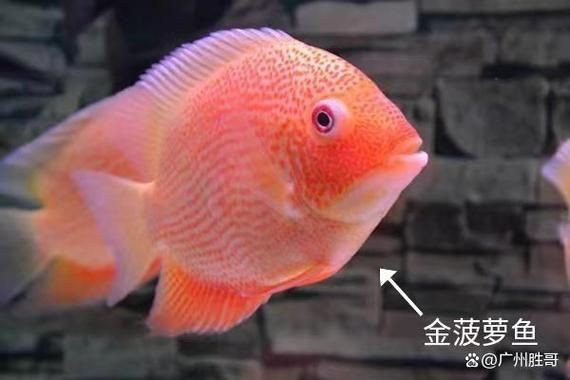鈷藍(lán)菠蘿魚圖片 鈷藍(lán)菠蘿魚圖片 龍魚論壇 第6張