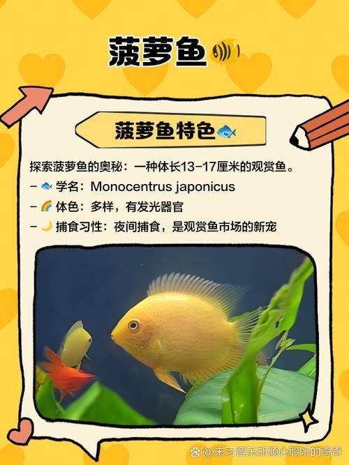 鈷藍(lán)菠蘿魚圖片 鈷藍(lán)菠蘿魚圖片 龍魚論壇 第10張
