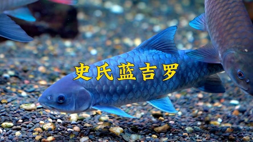 鈷藍(lán)菠蘿魚圖片 鈷藍(lán)菠蘿魚圖片 龍魚論壇 第13張