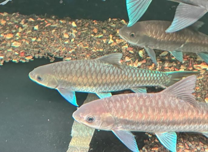 鈷藍(lán)菠蘿魚圖片 鈷藍(lán)菠蘿魚圖片 龍魚論壇 第11張