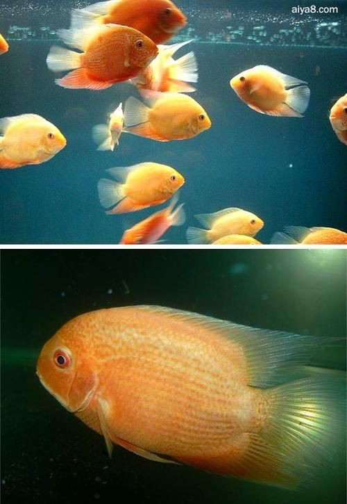 鈷藍(lán)菠蘿魚圖片 鈷藍(lán)菠蘿魚圖片 龍魚論壇 第17張