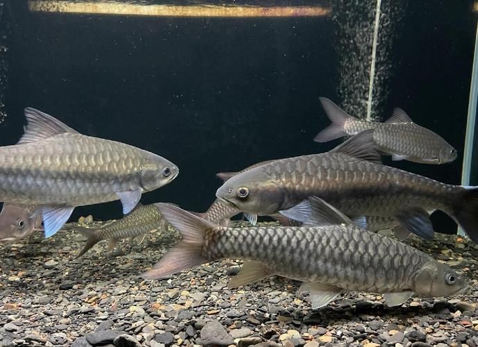 鈷藍(lán)菠蘿魚圖片 鈷藍(lán)菠蘿魚圖片 龍魚論壇 第18張