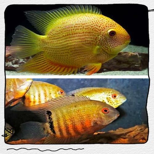 鈷藍(lán)菠蘿魚圖片 鈷藍(lán)菠蘿魚圖片 龍魚論壇 第19張