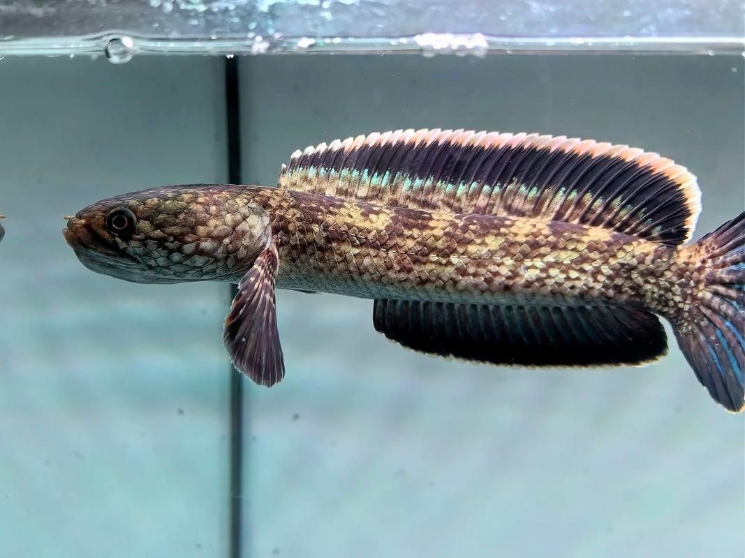 鈷藍(lán)菠蘿魚圖片 鈷藍(lán)菠蘿魚圖片 龍魚論壇 第15張