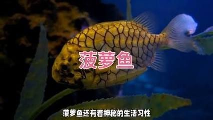 鈷藍(lán)菠蘿魚圖片 鈷藍(lán)菠蘿魚圖片 龍魚論壇 第20張