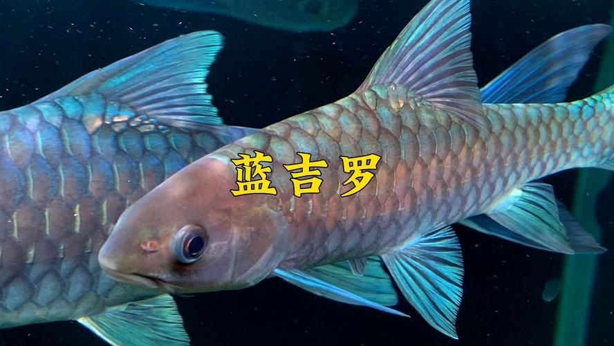 鈷藍(lán)菠蘿魚圖片 鈷藍(lán)菠蘿魚圖片 龍魚論壇 第16張