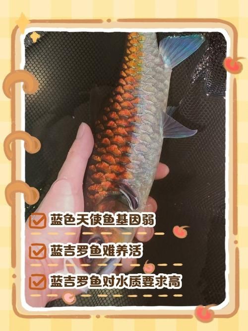鈷藍(lán)菠蘿魚圖片 鈷藍(lán)菠蘿魚圖片 龍魚論壇 第21張