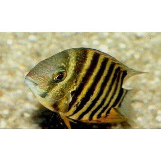 鈷藍(lán)菠蘿魚圖片 鈷藍(lán)菠蘿魚圖片 龍魚論壇 第24張