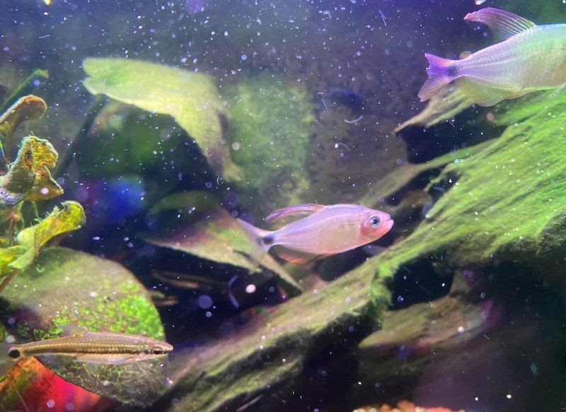 蝴蝶黃紅凱蒂魚