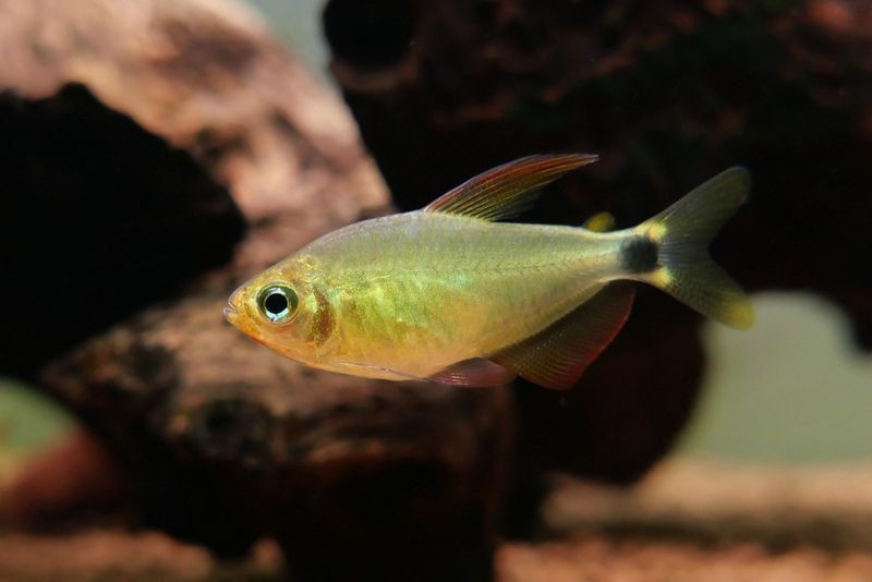 蝴蝶黃紅凱蒂魚